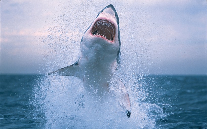 点击大图看下一张：深海狂鲨图片