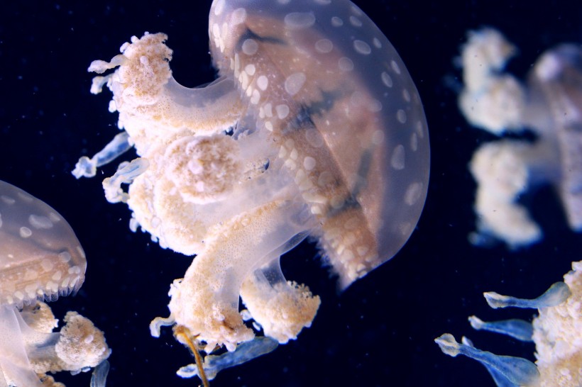 点击大图看下一张：深海里水母图片