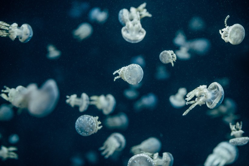 点击大图看下一张：深海里水母图片
