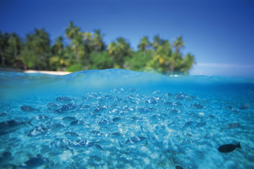 点击大图看下一张：深海鱼群图片