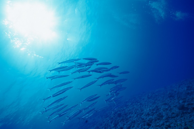 点击大图看下一张：深海鱼群图片