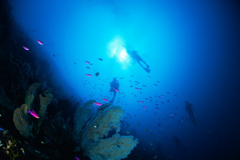 点击大图看下一张:深海鱼群图片