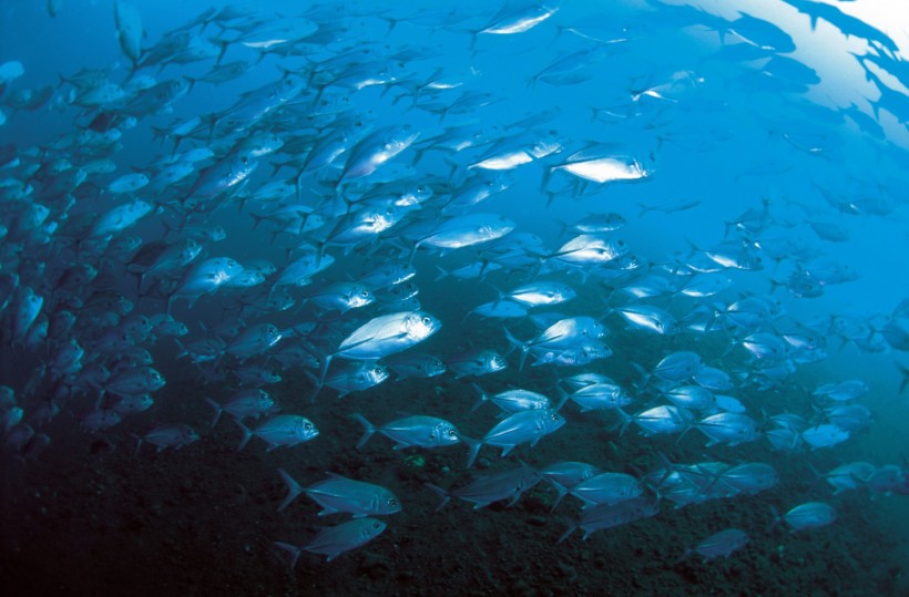 点击大图看下一张：深海鱼群图片