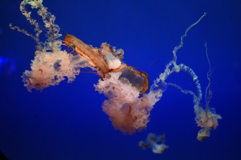 点击大图看下一张：海洋中自由飘荡的水母图片