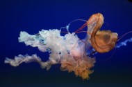 海洋中自由飘荡的水母图片_10张