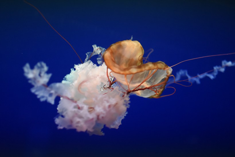 点击大图看下一张:海洋中自由飘荡的水母图片