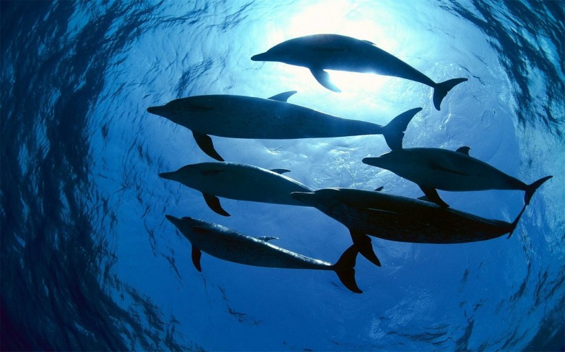 点击大图看下一张：水生哺乳动物海豚图片