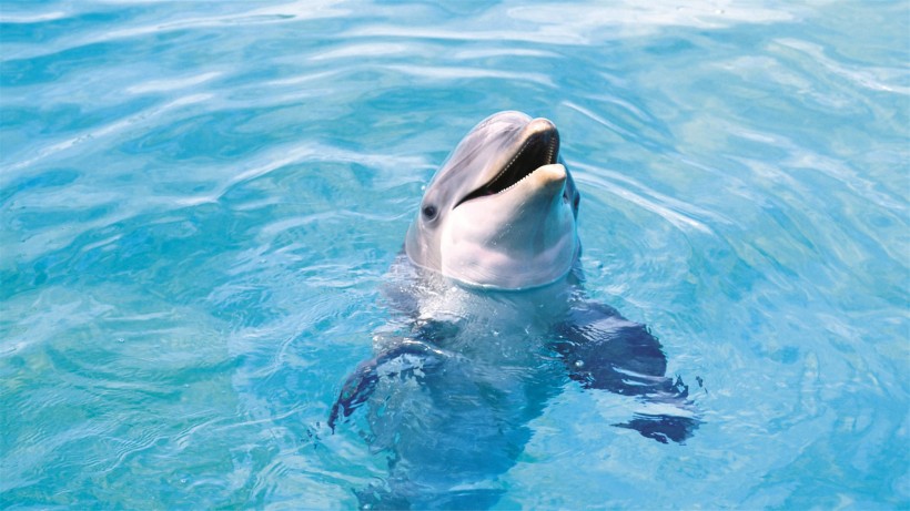 点击大图看下一张：水生哺乳动物海豚图片