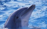 水生哺乳动物海豚图片_12张