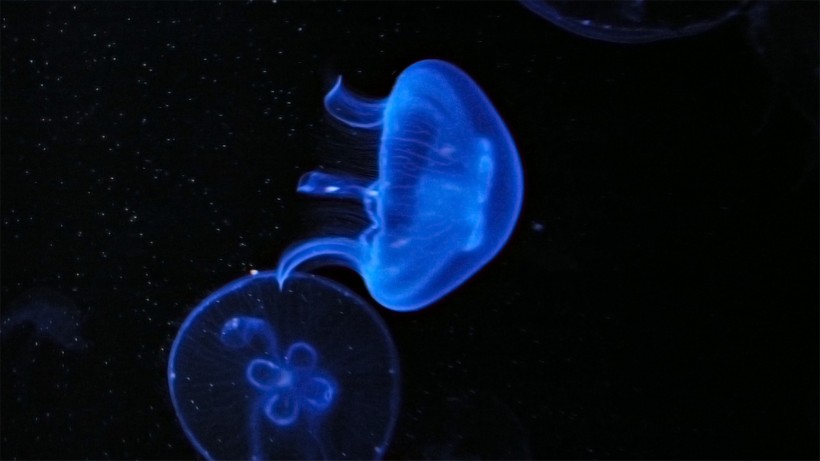 点击大图看下一张：漂亮的水生动物水母图片