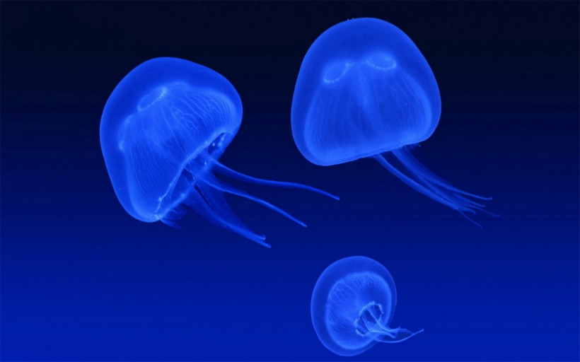 点击大图看下一张：漂亮的水生动物水母图片