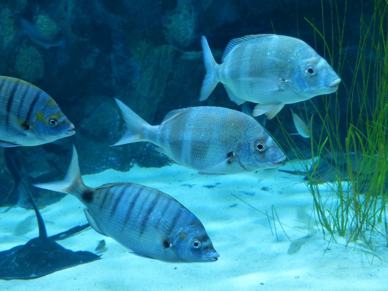 点击大图看下一张：水族馆水生动物图片