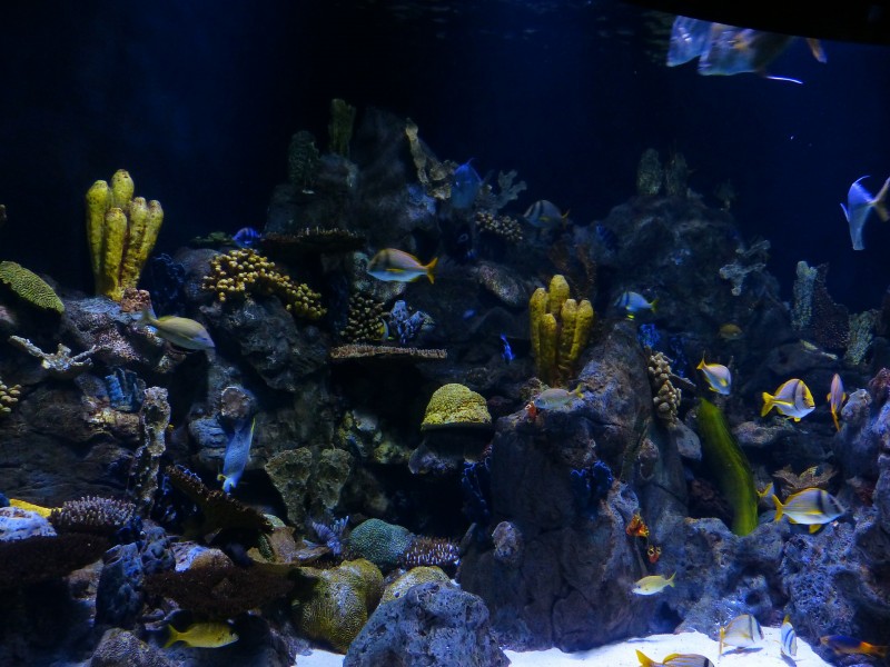 点击大图看下一张：水族馆水生动物图片