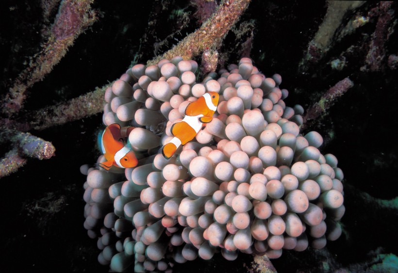 点击大图看下一张：小丑鱼和海葵图片