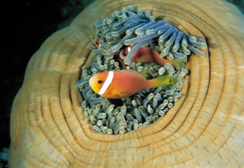 点击大图看下一张：小丑鱼和海葵图片
