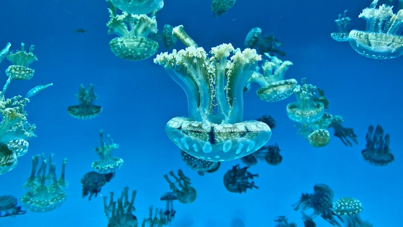 点击大图看下一张：一群美丽水母图片