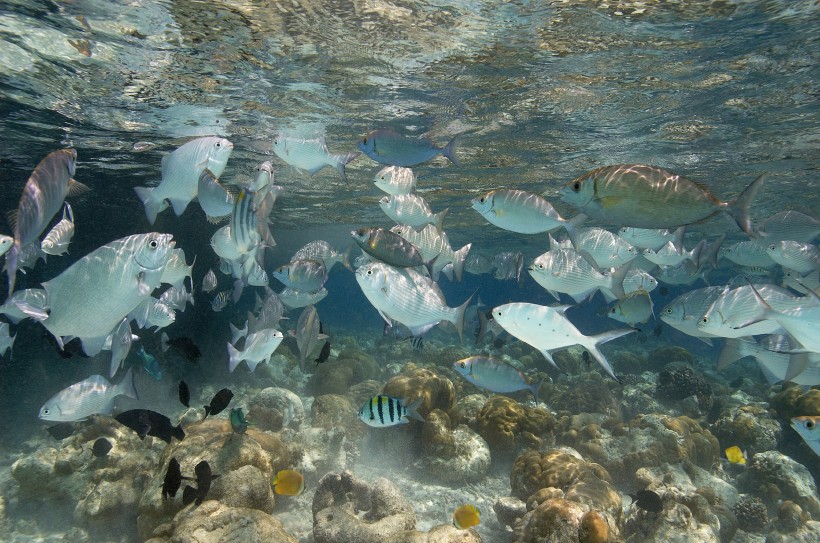 点击大图看下一张：有趣的海底世界图片