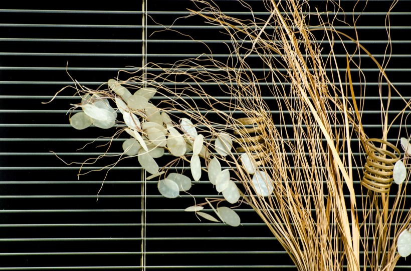 点击大图看下一张：植物装饰的窗户图片