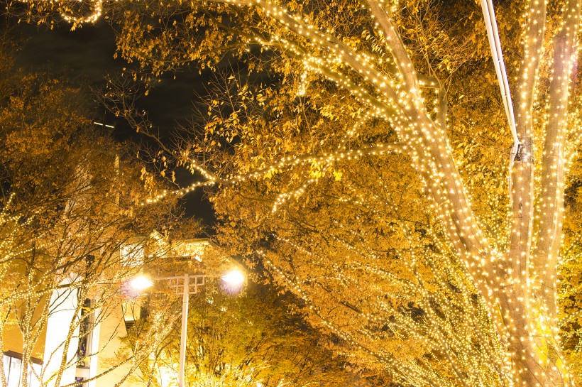 点击大图看下一张：日本表参道的照明灯图片