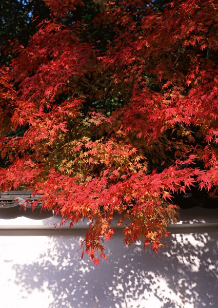 点击大图看下一张：红色枫叶和日式庭院图片
