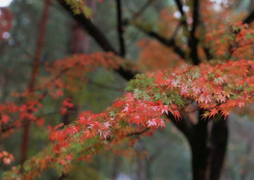 点击大图看下一张：日式庭院和枫叶图片
