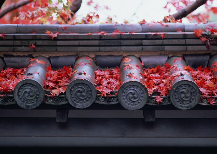 点击大图看下一张：日式庭院和枫叶图片