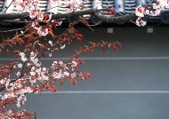 樱花和日式庭院图片_23张