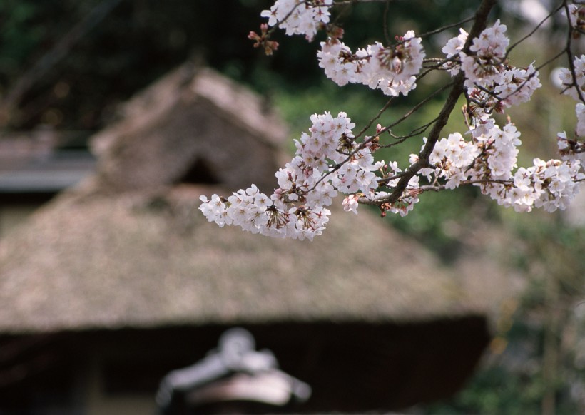 点击大图看下一张：樱花和日式庭院图片