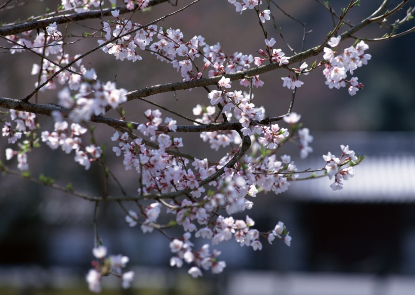 点击大图看下一张：樱花和日式庭院图片