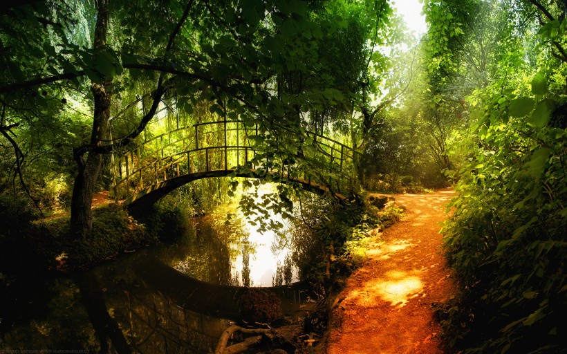 点击大图看下一张：丛林中的木桥图片