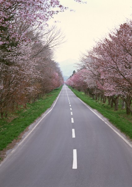 点击大图看下一张：道路景观图片