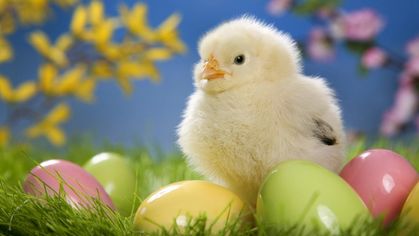 点击大图看下一张：复活节可爱彩蛋图片