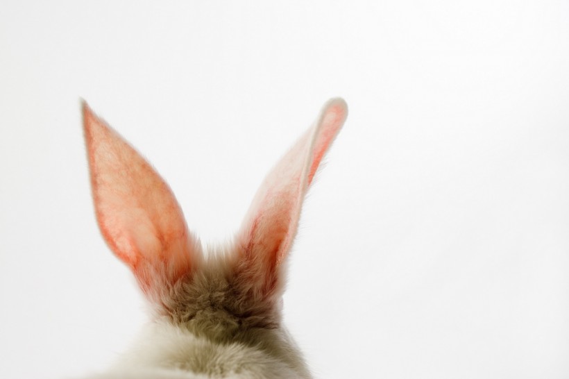 点击大图看下一张：复活节兔子图片