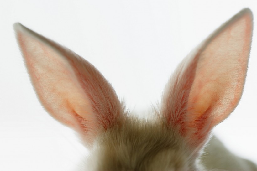 点击大图看下一张：复活节兔子图片
