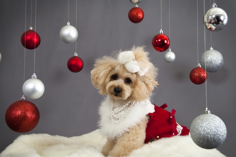 点击大图看下一张：小狗小猫过圣诞节图片