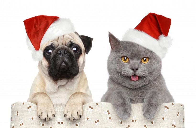 点击大图看下一张：小狗小猫过圣诞节图片