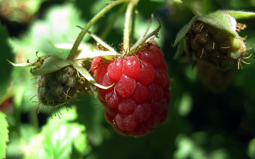 点击大图看下一张：营养有益的树莓图片