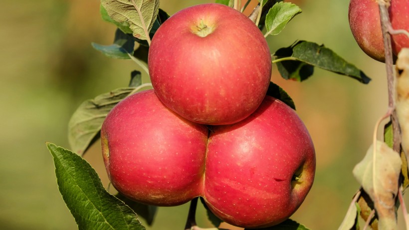 点击大图看下一张：甜美的苹果图片