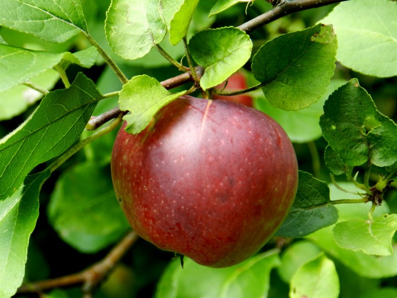 点击大图看下一张：树上成熟的苹果图片