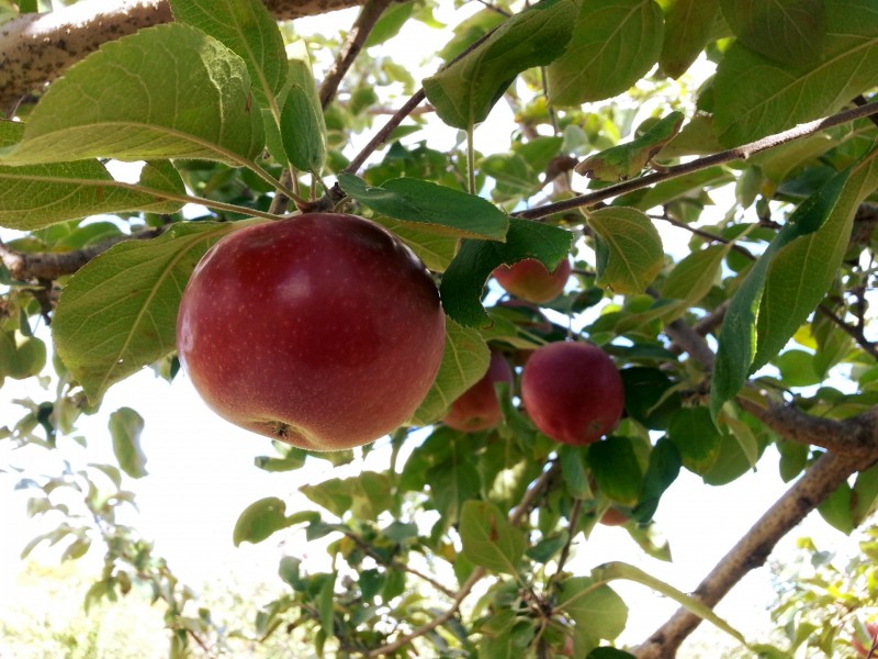 点击大图看下一张：树上成熟的苹果图片