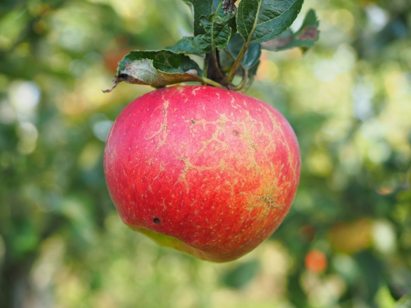 点击大图看下一张：美味的红色苹果图片