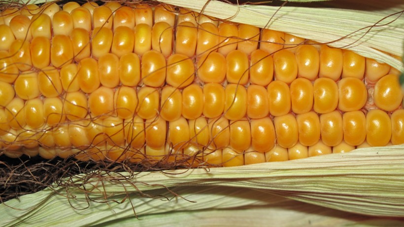 点击大图看下一张：饱满的玉米图片