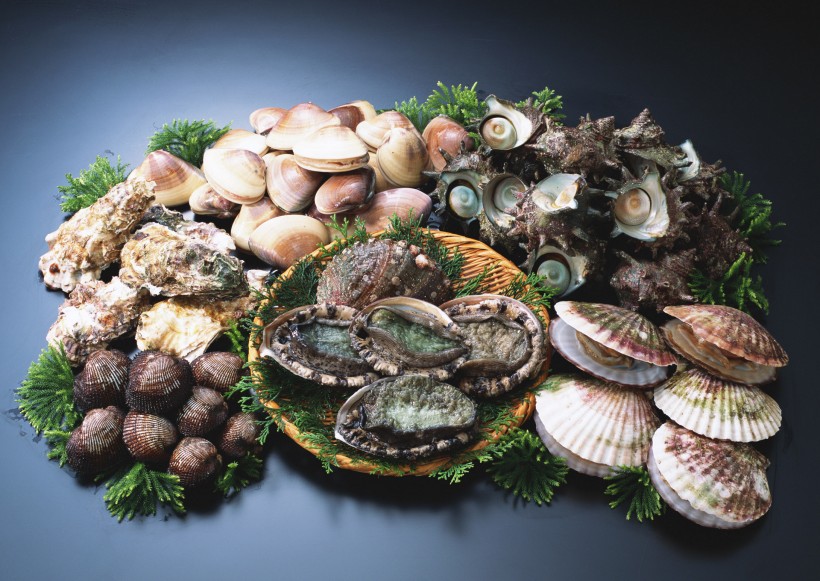 点击大图看下一张：海鲜贝壳图片