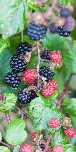 点击大图看下一张：营养丰富的黑莓图片