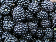 营养丰富的黑莓图片_10张