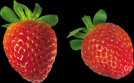 草莓透明背景PNG图片_17张