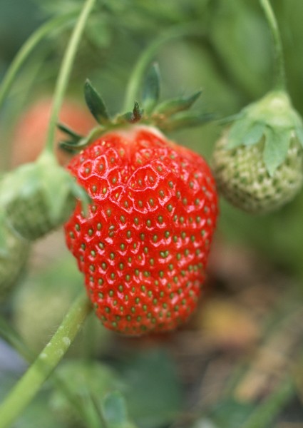 点击大图看下一张：新鲜草莓图片