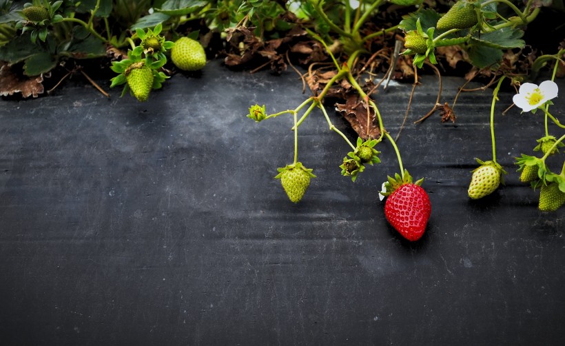 点击大图看下一张：等待采摘的新鲜草莓图片