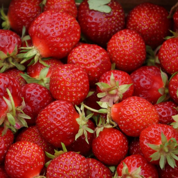 点击大图看下一张：美味可口的红色草莓图片