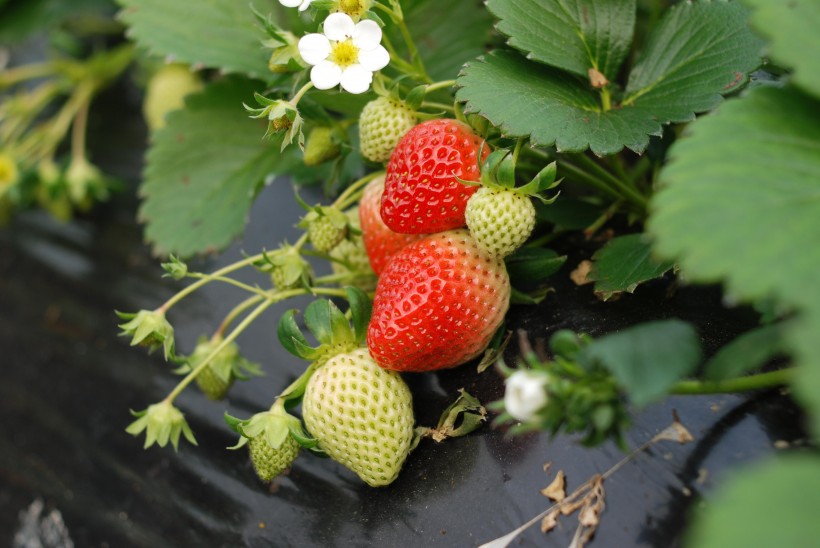 点击大图看下一张：等待采摘的新鲜草莓图片
